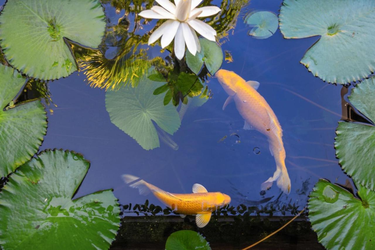Villa Manuiti, Balinese Luxury Home - Private Swim Spa, Ocean View - Ofyr Bbq - Koi Pond 푸나우이아 외부 사진